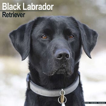 Calendari Labrador Retriever neri