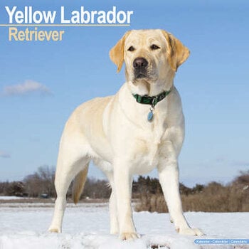 Calendari Labrador Retriever Biondo