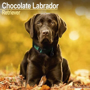 Calendari Labrador Retriever Brown