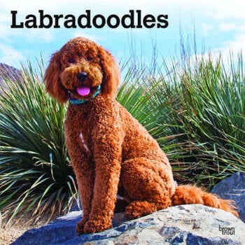 Calendari Labradoodle