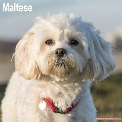 Maltese Calendars