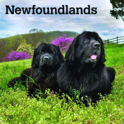 Newfoundlander Kalenders