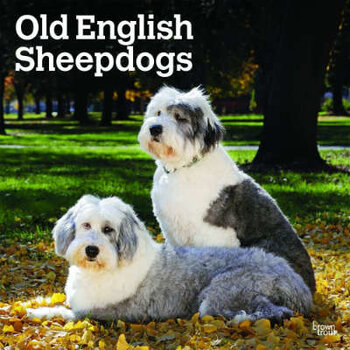 Calendarios del Old English Sheepdog