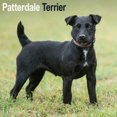 Patterdale Terrier Calendriers