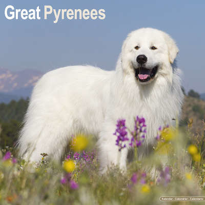 Pyrenean Mountain Dog Calendars