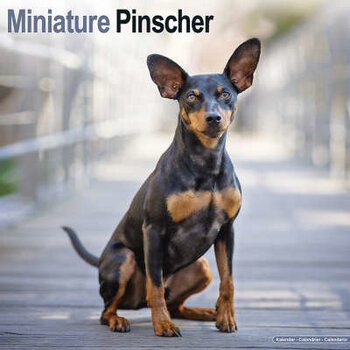 Calendari Pinscher in miniatura