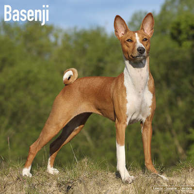 Basenji-Kalender