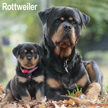 Calendarios Rottweiler