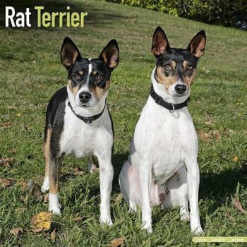 Ratte Terrier-Kalender