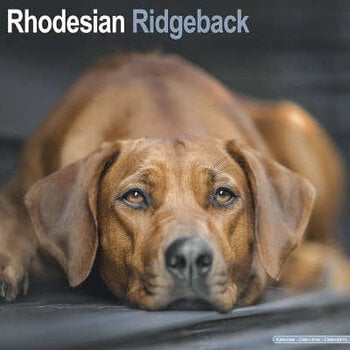 Rhodesian Ridgeback-Kalender