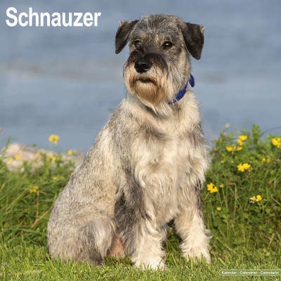 Schnauzer Calendars