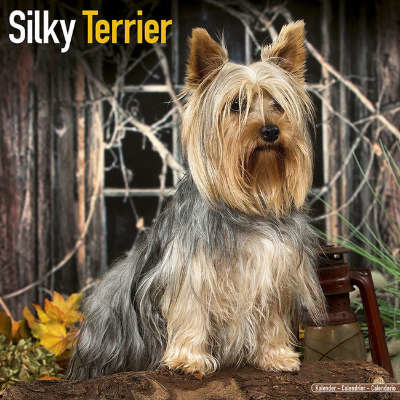 Silky Terrier Kalenders