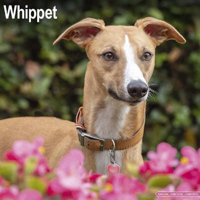 Calendari Whippet