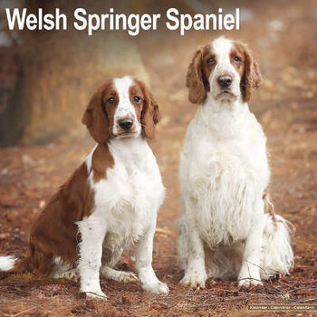 Calendarios Springer Spaniel Galés