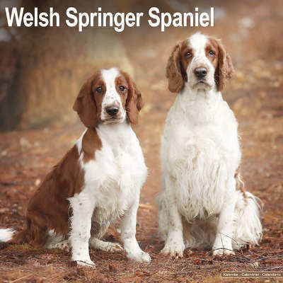 Calendriers Welsh Springer Spaniel