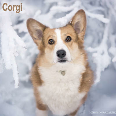 Calendari Welsh Corgi