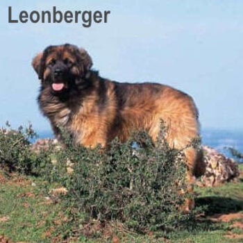 Calendriers Leonberger