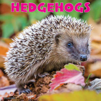 Hedgehog calendar