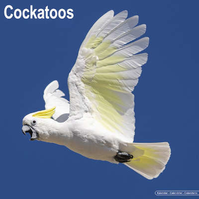 Cockatoo calendar