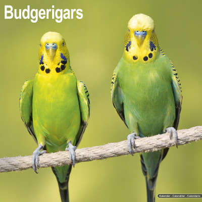 Parakeet calendar