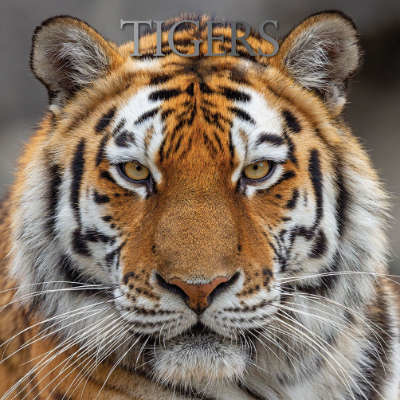Tiger calendar