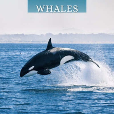 Calendrier des baleines