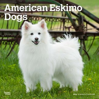 Browntrout American Eskimo Calendar 2025
