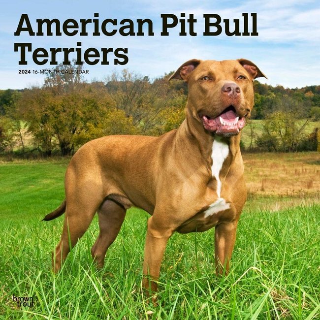 American Pit Bull Terrier Kalender 2024