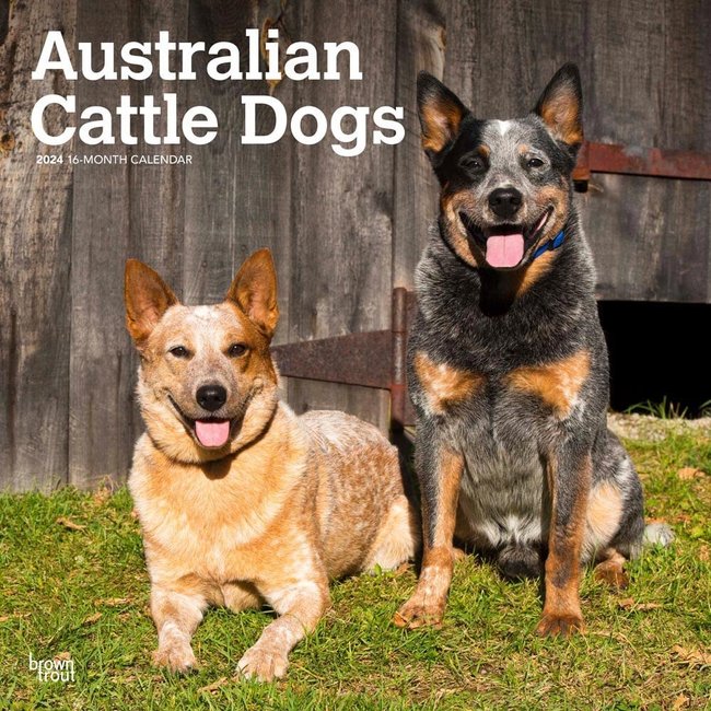 Browntrout Calendario del perro boyero australiano 2025