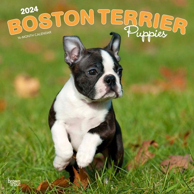 Browntrout Boston Terrier Puppies Calendar 2024