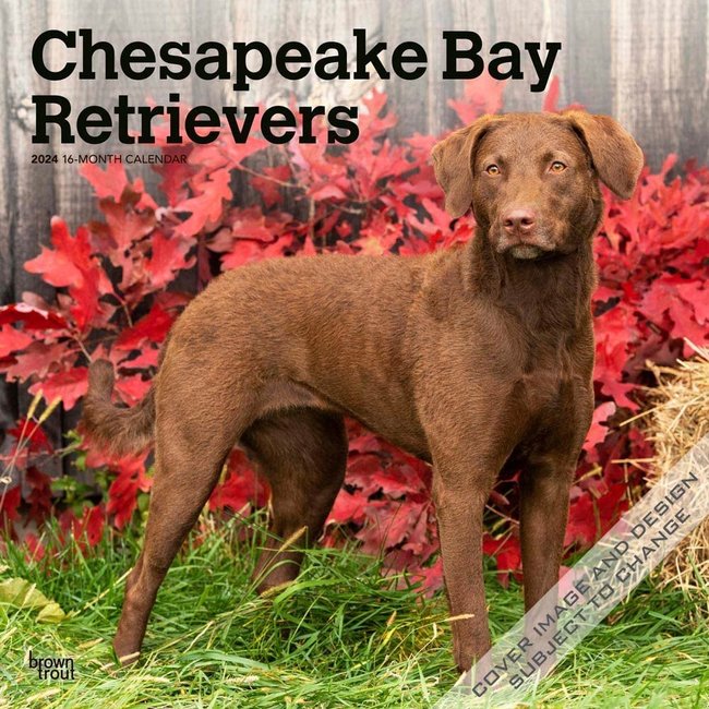 Chesapeake Bay Retriever Calendar 2024 Buy Order online easily