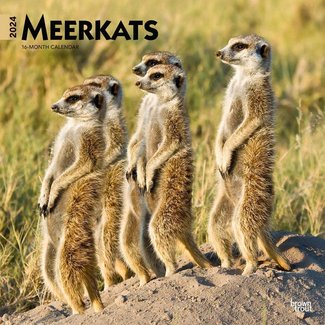 Browntrout Meerkats Calendar 2024
