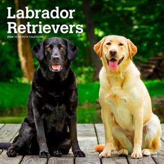 Browntrout Labrador Retriever Mixed Calendar 2024