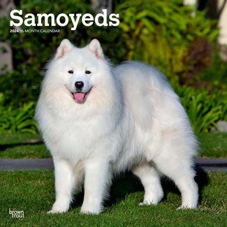 Browntrout Samoyed Calendar 2024