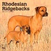 Browntrout Rhodesian Ridgeback Kalender 2025