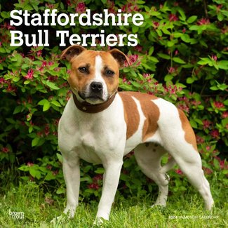Browntrout Staffordshire Bull Terrier Kalender 2024