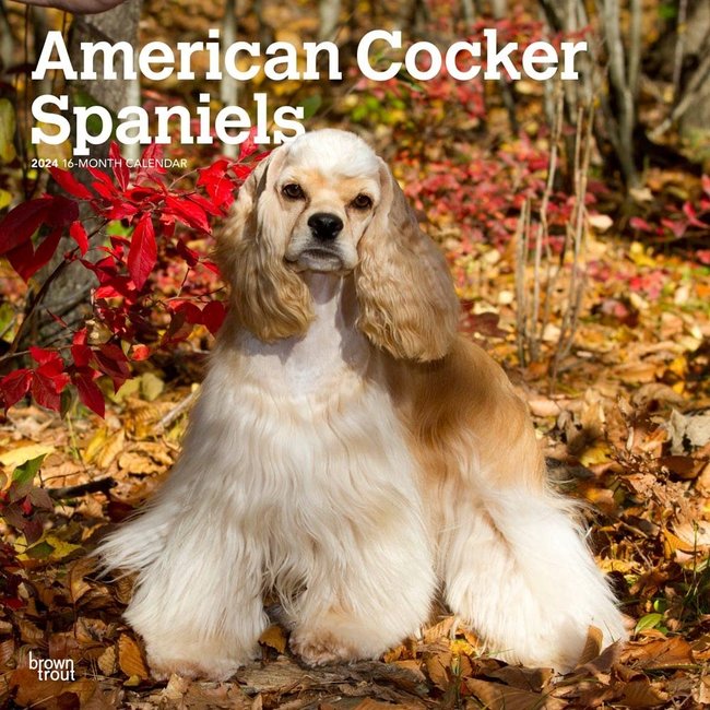 Amerikaanse Cocker Spaniel Kalender 2024