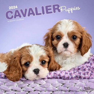 Browntrout Cavalier King Charles Spaniel Puppies Kalender 2024