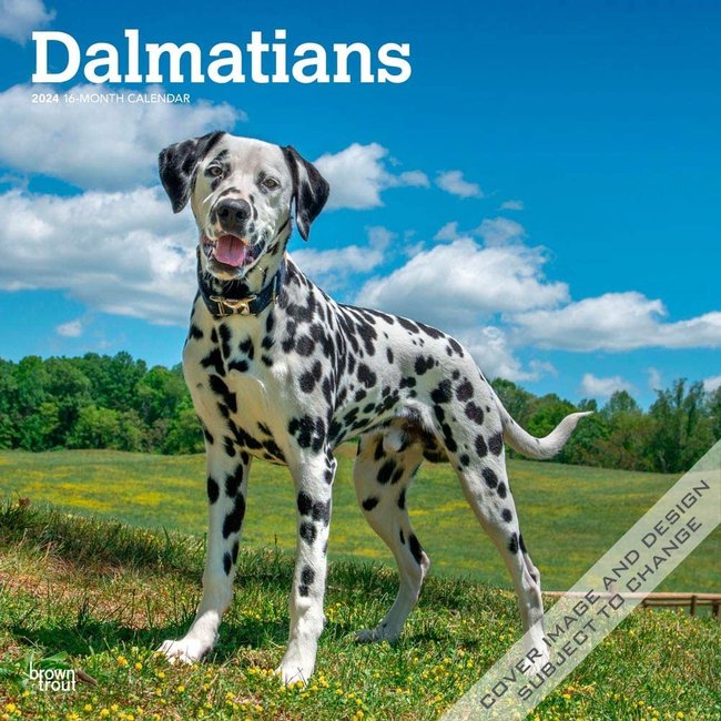 Browntrout Dalmatier Kalender 2024