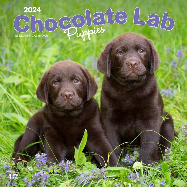Browntrout Labrador Retriever Marrón Cachorros Calendario 2025