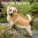Browntrout Norfolk Terrier Calendar 2025