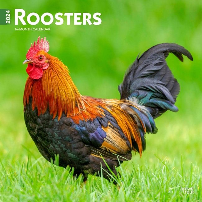 Browntrout Roosters Calendar 2025