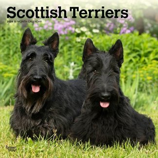 Browntrout Scottish Terrier Calendar 2024