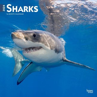 Browntrout Haaien - Sharks Kalender 2024