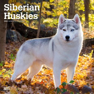 Browntrout Siberian Husky Calendar 2024