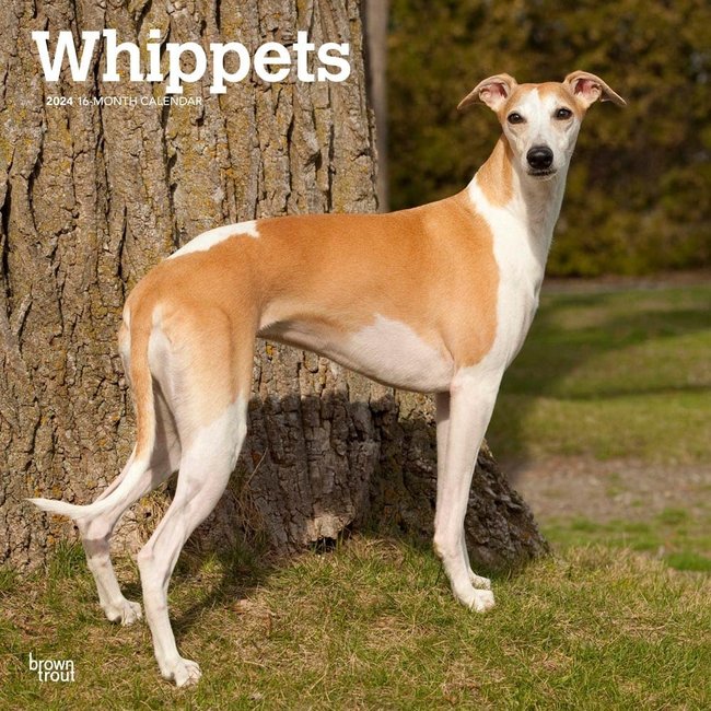 Browntrout Whippet Calendar 2025
