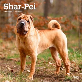 Browntrout Calendrier Shar Pei 2025