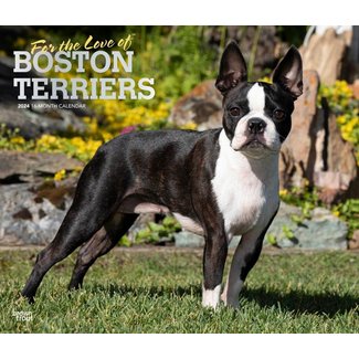 Browntrout Boston Terrier Kalender  2024 Deluxe