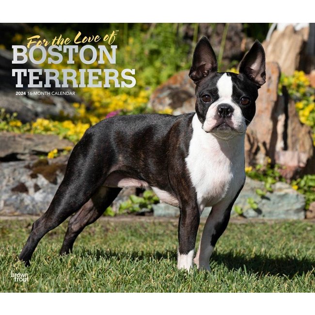 Browntrout Boston Terrier Calendar 2024 Deluxe