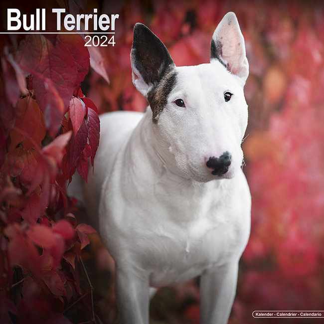 Avonside Bull Terrier Kalender 2024